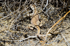 Dipsosaurus dorsalis dorsalis