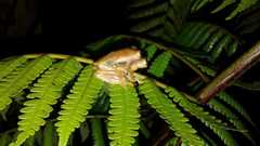 Nymphargus rosada