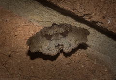 Aroana hemicyclophora