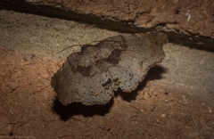 Aroana hemicyclophora