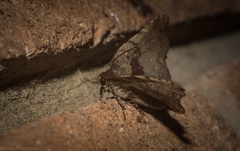 Aroana hemicyclophora