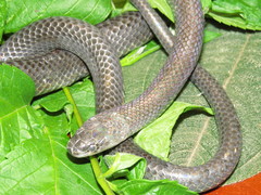 Clelia equatoriana