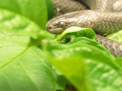 Clelia equatoriana