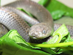Clelia equatoriana