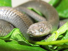 Clelia equatoriana