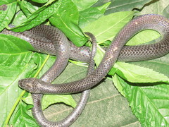 Clelia equatoriana