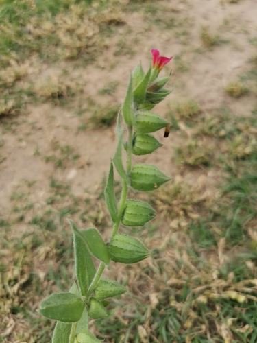 Nonea rosea, photograph 2