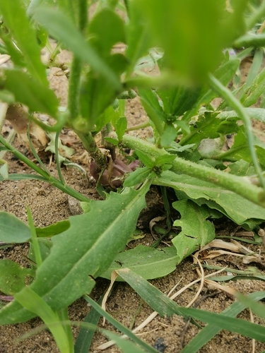 Nonea rosea, photograph 3
