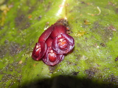 Pleurothallis cordata
