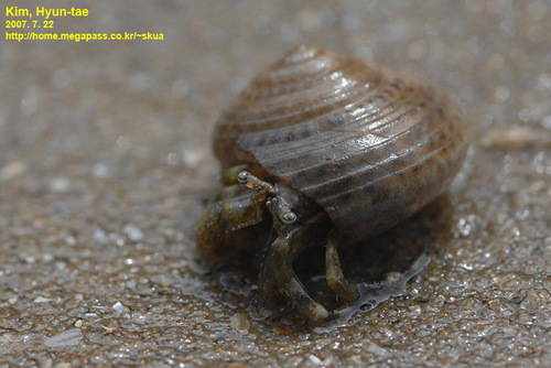 Pagurus minutus