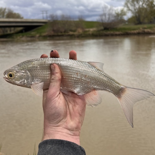 iNaturalist observation 2023-05-11
