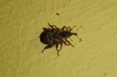 Conotrachelus anaglypticus
