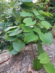 Bauhinieae