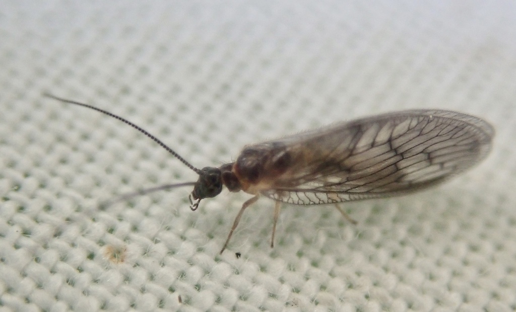 Sympherobius pellucidus