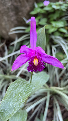Sobralia wilsoniana image