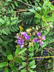 Veronica pimeleoides