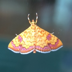 Isocentris filalis