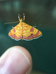 Isocentris filalis