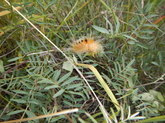 Pygarctia roseicapitis