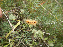 Pygarctia roseicapitis