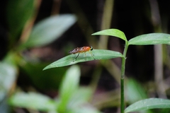 Ptecticus testaceus