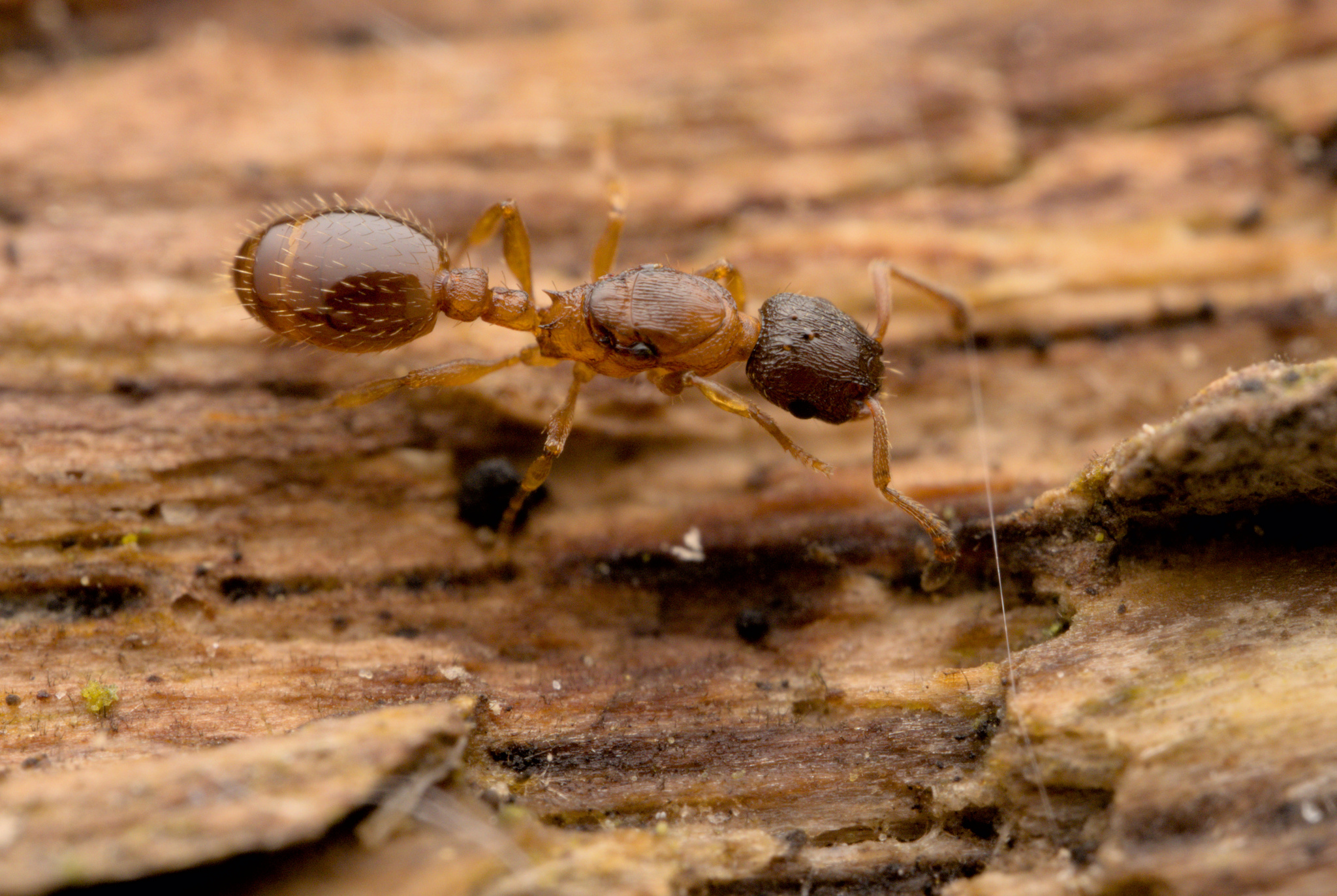 Leptothorax gredleri