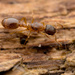 Leptothorax gredleri - Photo no rights reserved, uploaded by Philipp Hoenle