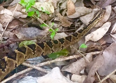 Crotalus totonacus
