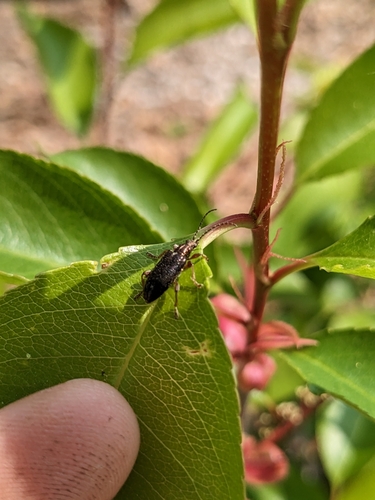 Shoemaker's Reed Beetle photo 5