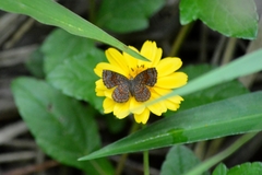 Calephelis aymaran