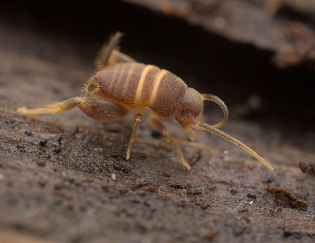 Mediterranean Ant-cricket