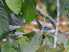 Stilpnia nigrocincta