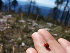 Coccinella monticola