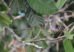 Ixothraupis xanthogastra