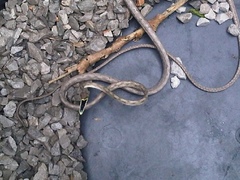 Oxybelis potosiensis