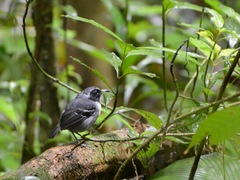 Myrmoborus myotherinus