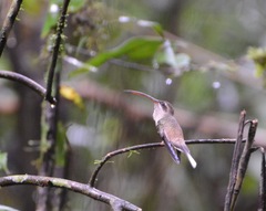 Phaethornis malaris