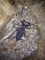 Mastigoproctus cinteotl