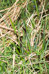 Carex acutiformis