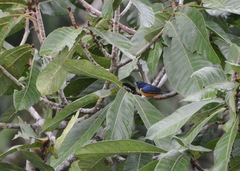 Euphonia rufiventris