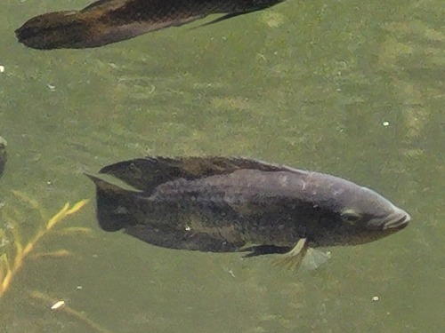 Chameleon Cichlid