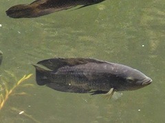 Chameleon Cichlid photo 5