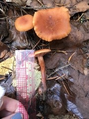 Laccaria laccata pallidifolia