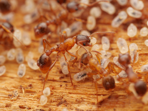 Woodland Red Ant, photo 7 of 10