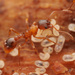 Myrmica ruginodis - Photo no hay derechos reservados, subido por Philipp Hoenle