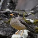 Austral Thrush - Photo (c) vetfred, some rights reserved (CC BY-NC)