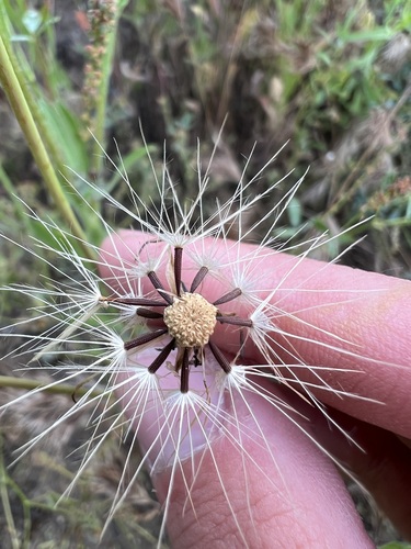 Smooth cat's ear (Hypochaeris glabra)