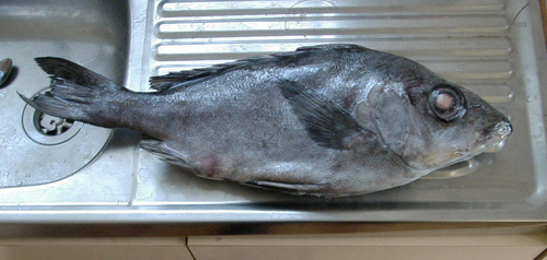 Pelagic armorhead (Pentaceros richardsoni) — Pentacerotidae