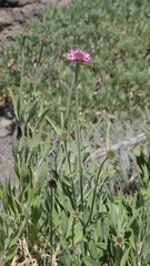 Pterocephalus porphyranthus image