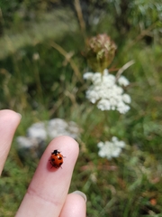 Coccinella monticola